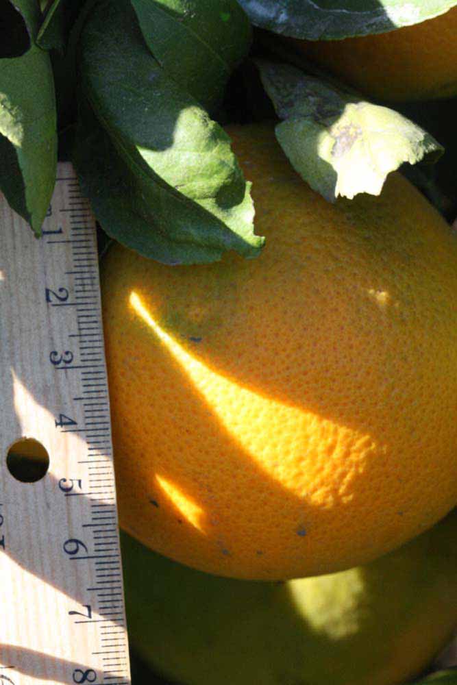              Fruit (Riverside, CA)       